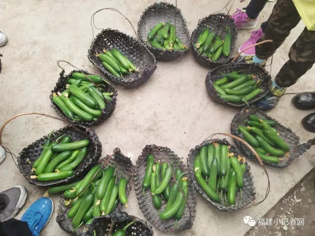 【圍觀】福建小記者走進(jìn)農(nóng)場(chǎng)體驗(yàn)農(nóng)耕樂趣