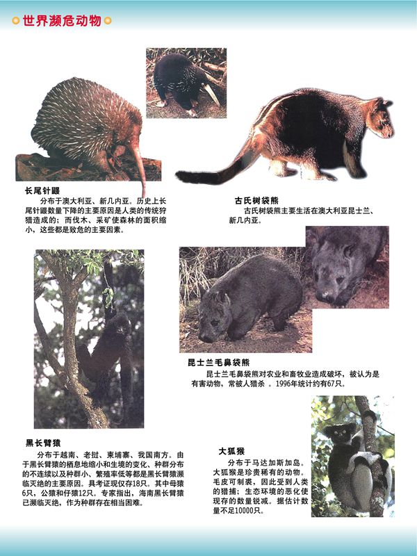 世界瀕危動物