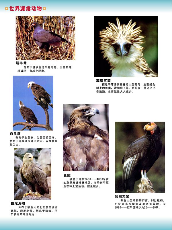 世界瀕危動(dòng)物