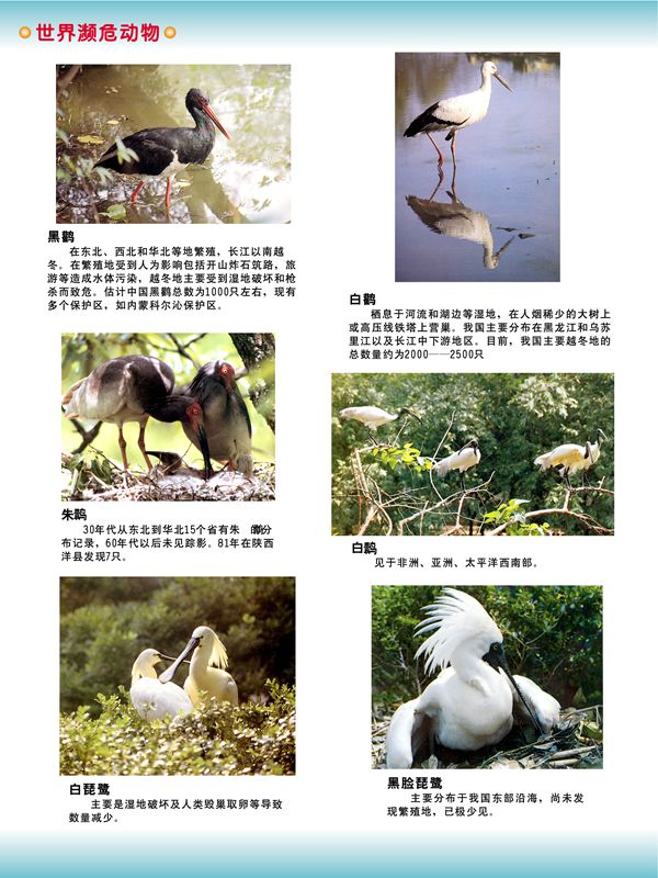 世界瀕危動(dòng)物