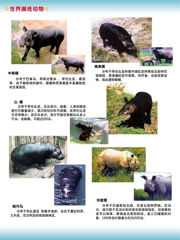 世界瀕危動(dòng)物