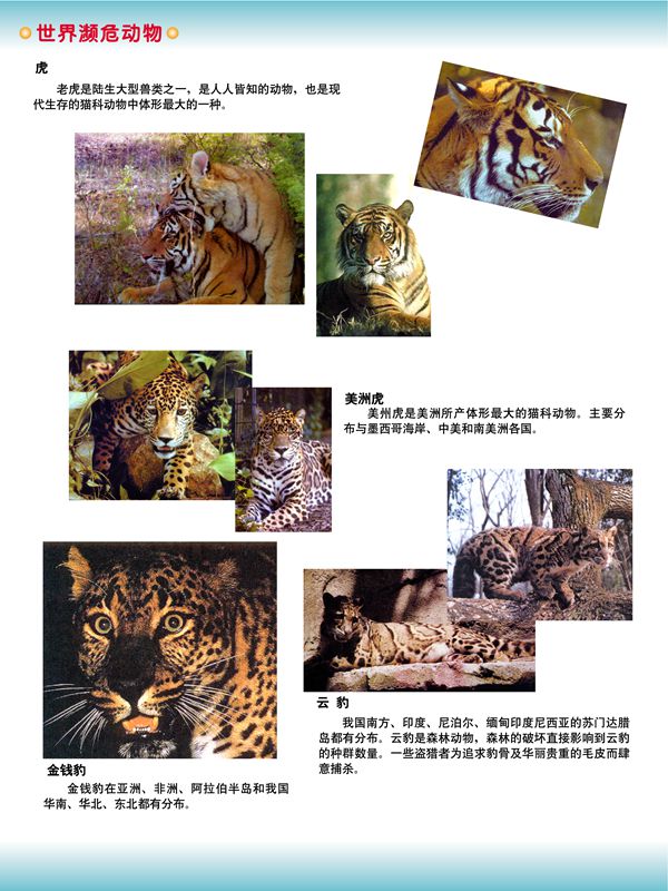 世界瀕危動物