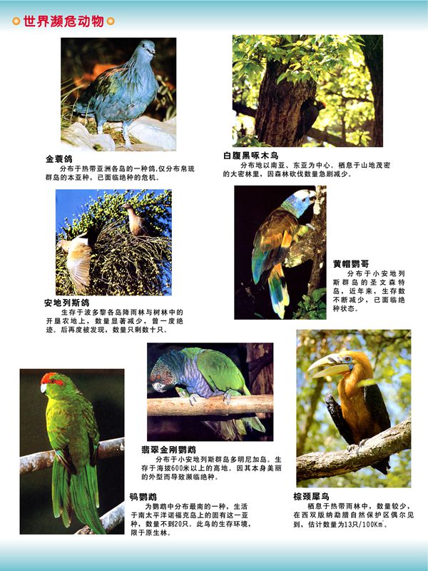 世界瀕危動(dòng)物