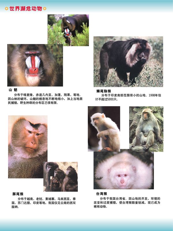 世界瀕危動(dòng)物