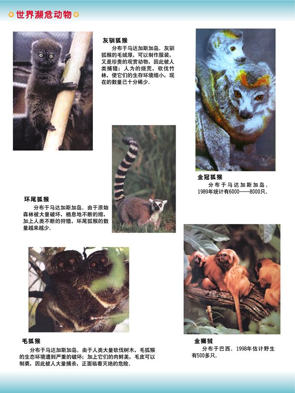世界瀕危動物