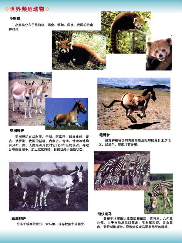 世界瀕危動(dòng)物