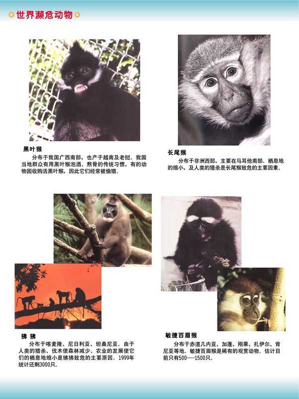 世界瀕危動物