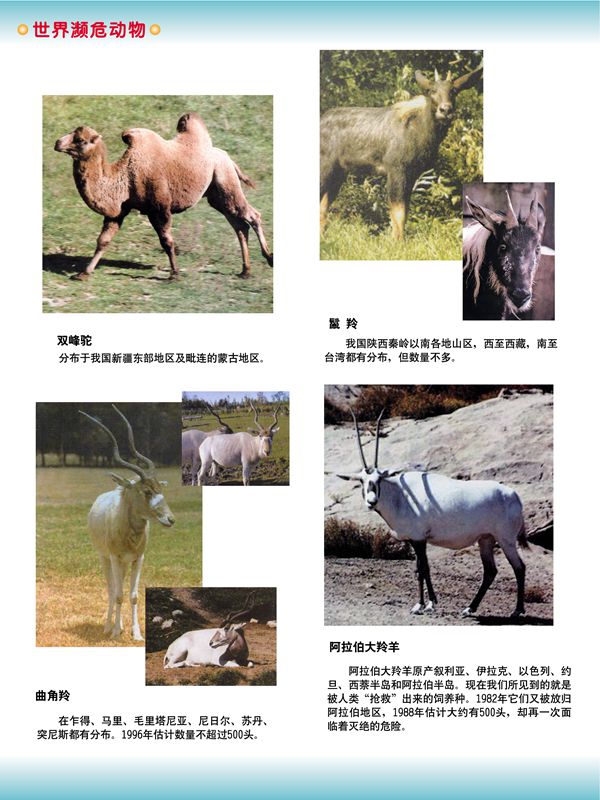 世界瀕危動(dòng)物