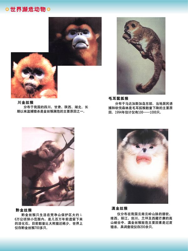 世界瀕危動(dòng)物