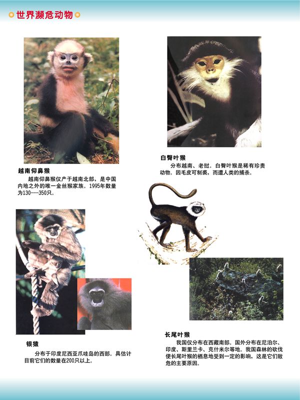 世界瀕危動物