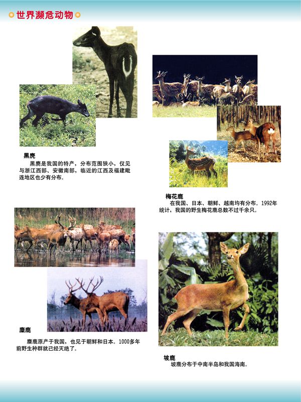 世界瀕危動(dòng)物