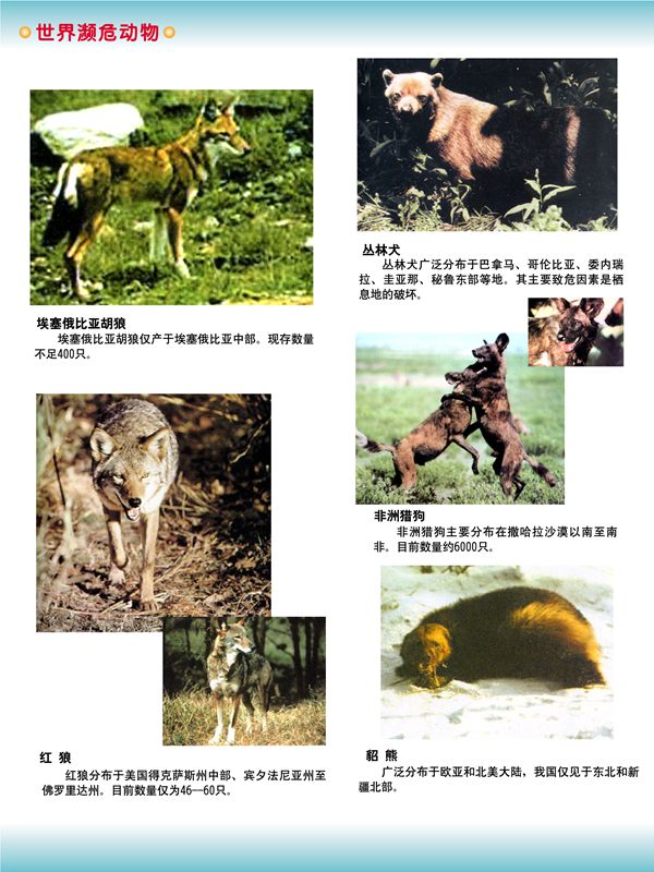 世界瀕危動物