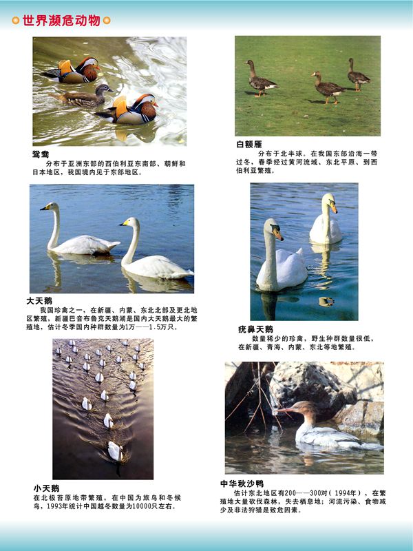 世界瀕危動(dòng)物