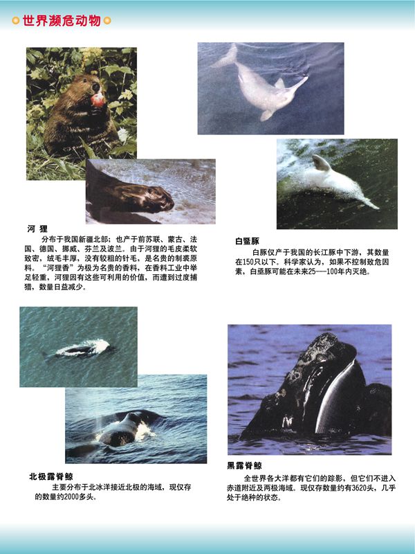 世界瀕危動(dòng)物