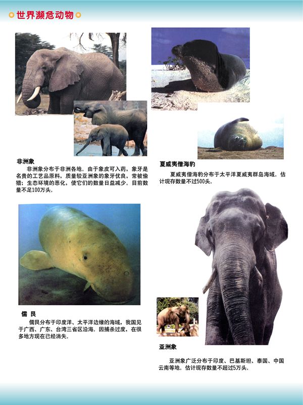 世界瀕危動物