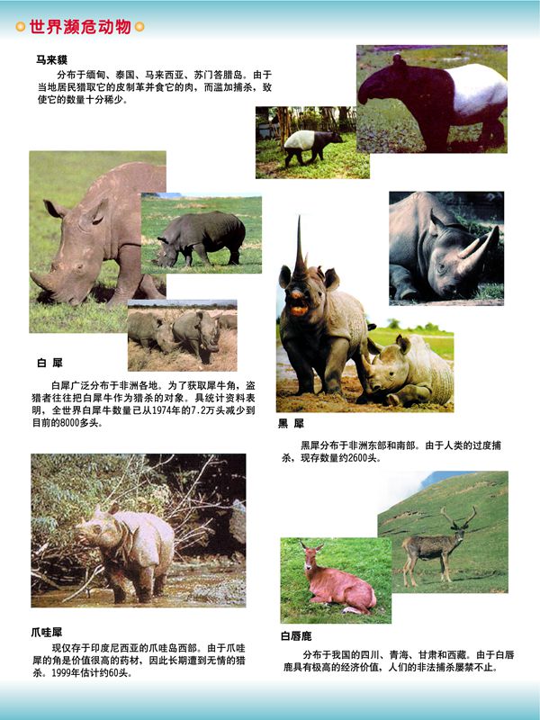世界瀕危動(dòng)物