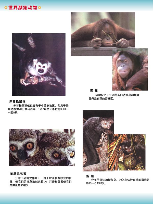 世界瀕危動(dòng)物