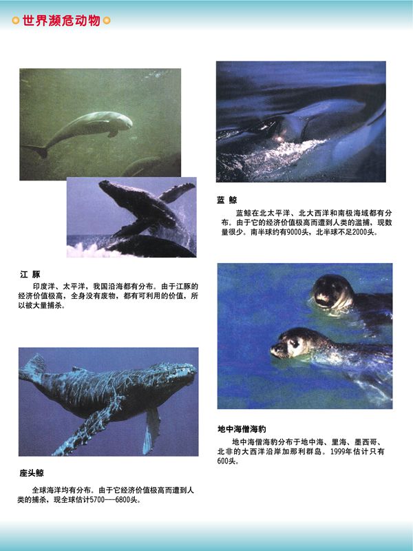 世界瀕危動物
