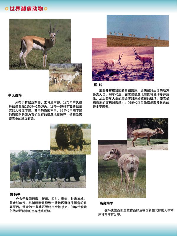 世界瀕危動(dòng)物