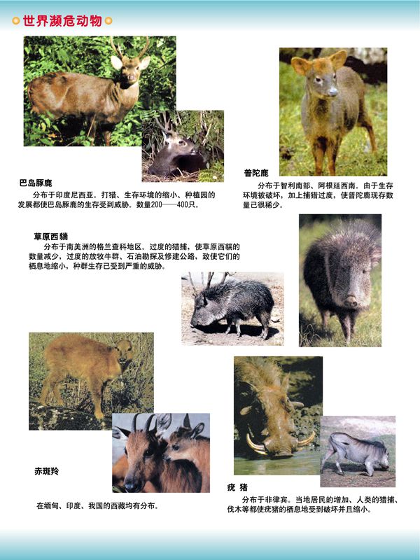世界瀕危動(dòng)物