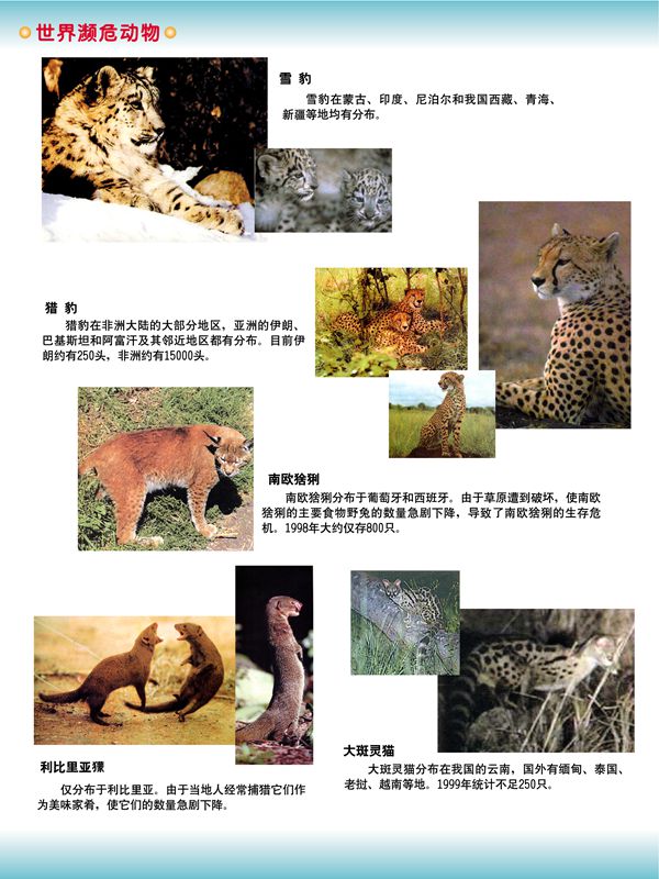 世界瀕危動物