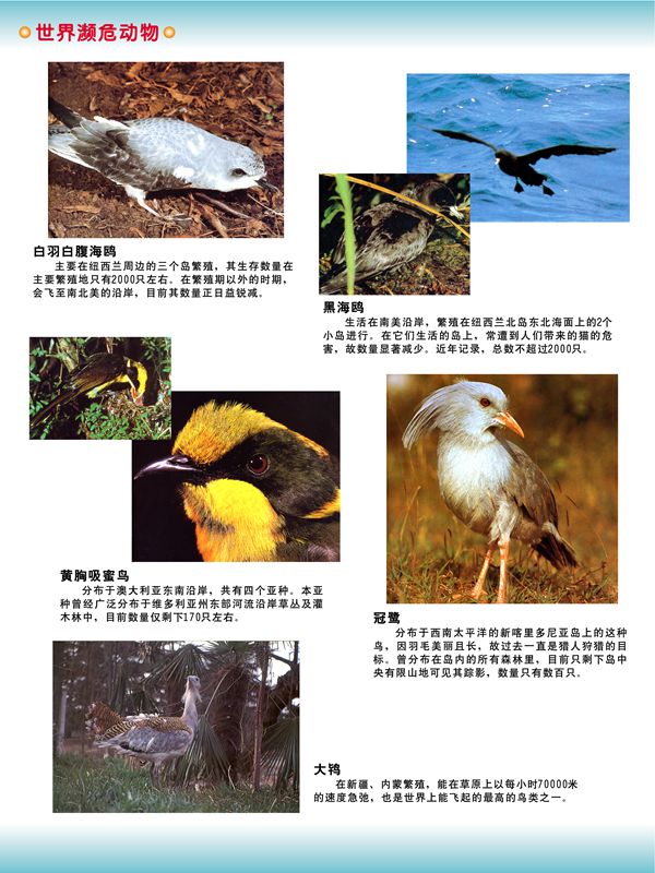 世界瀕危動物