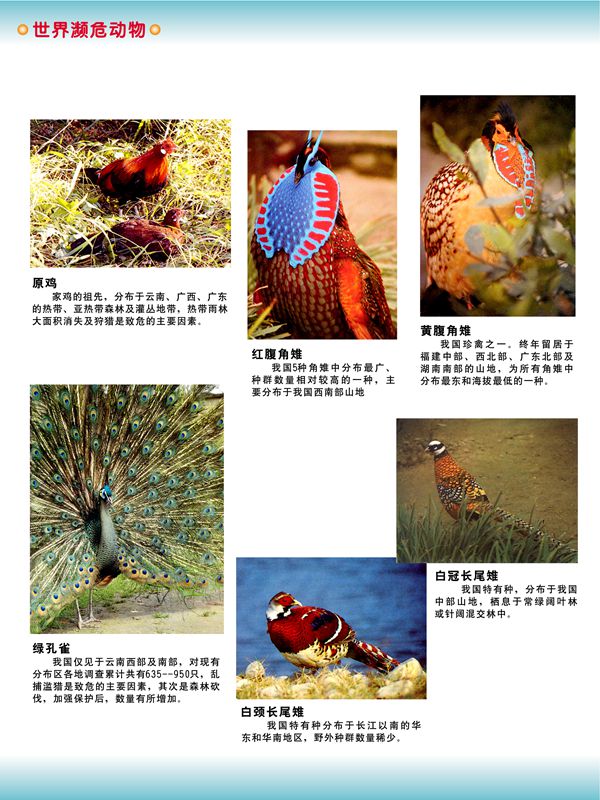 世界瀕危動物