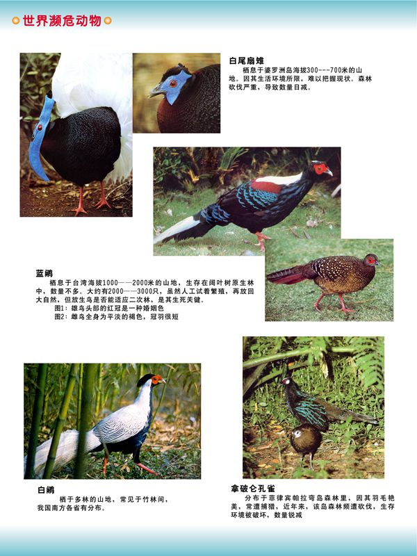 世界瀕危動(dòng)物