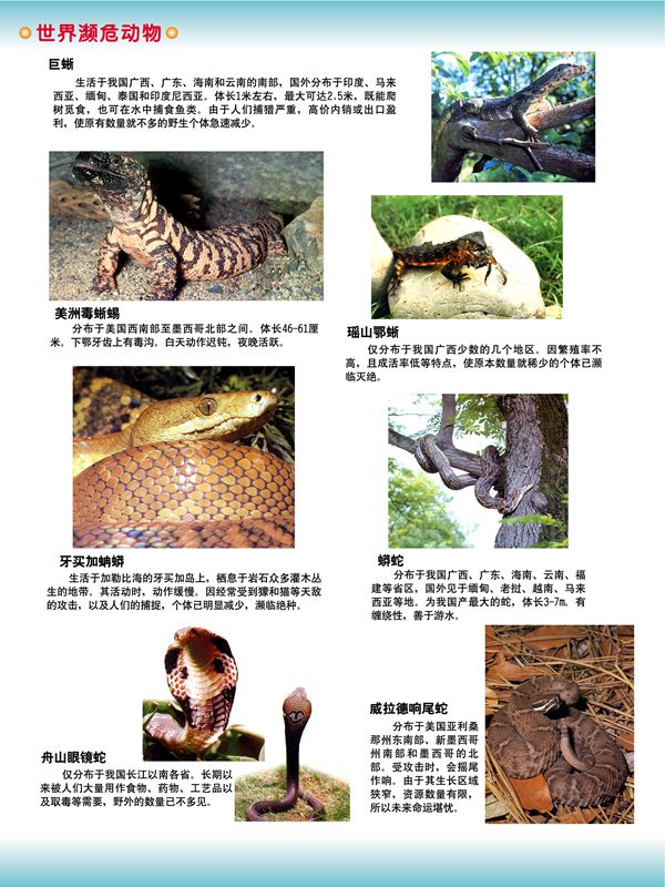 世界瀕危動(dòng)物