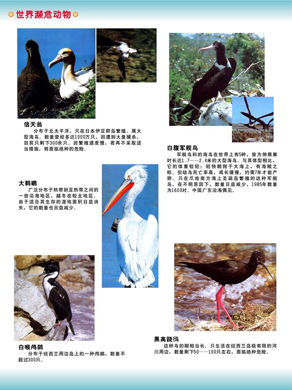 世界瀕危動物