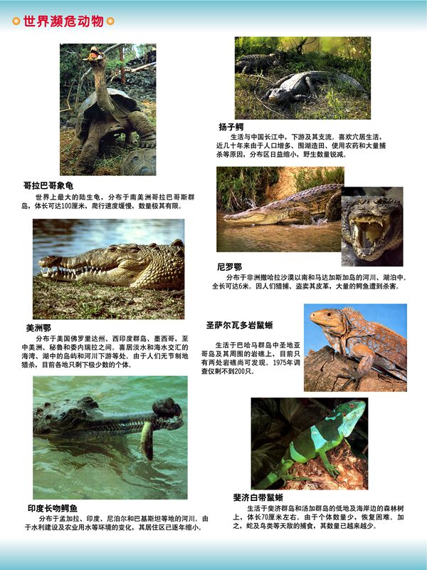 世界瀕危動(dòng)物