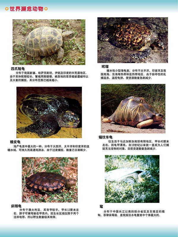 世界瀕危動(dòng)物