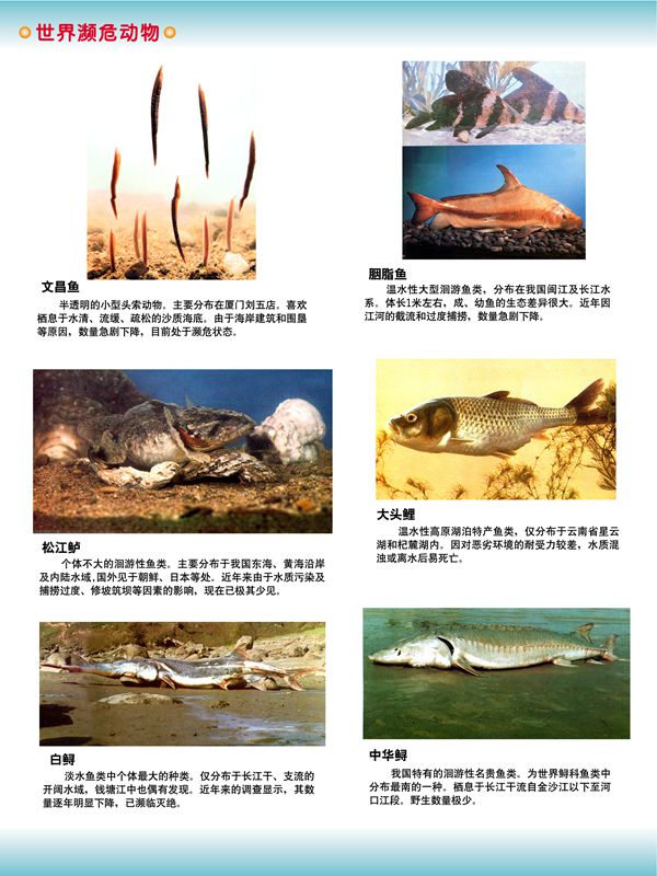 世界瀕危動(dòng)物