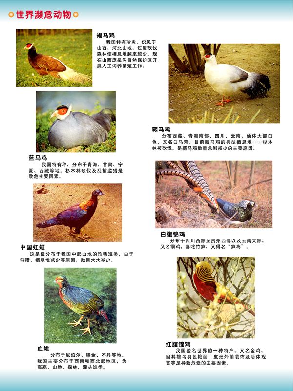 世界瀕危動(dòng)物