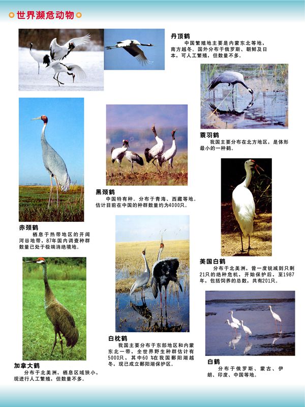 世界瀕危動物
