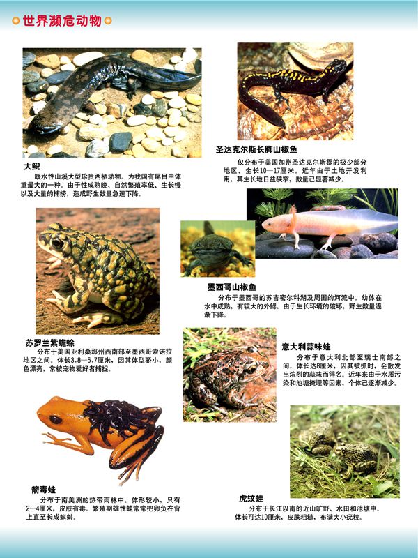 世界瀕危動(dòng)物