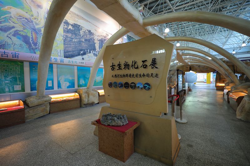 古生物化石