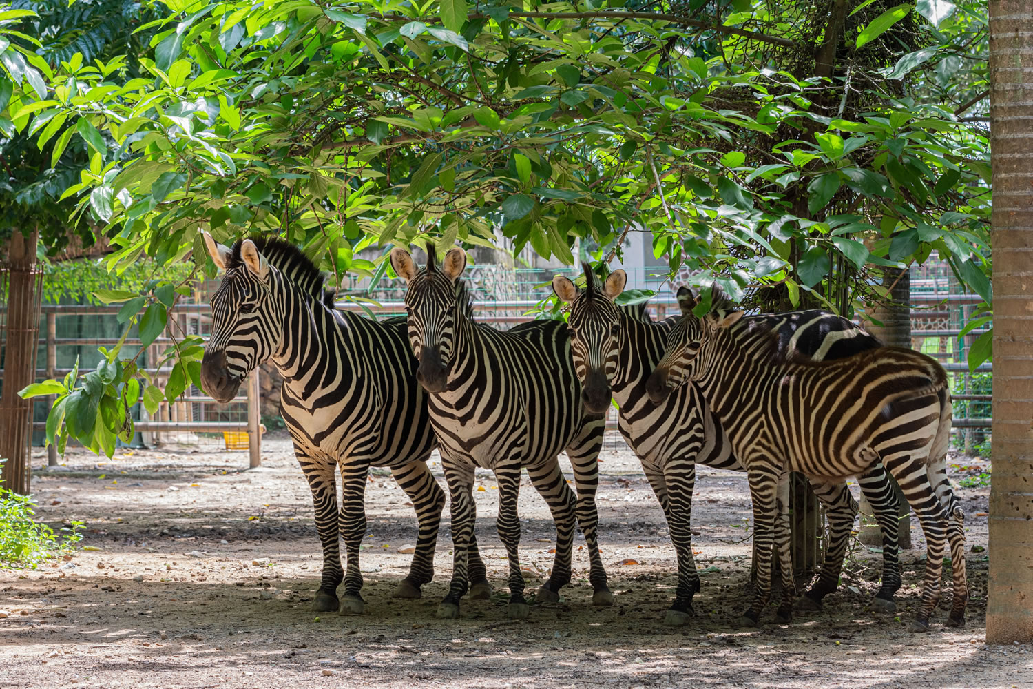 動(dòng)物園分館