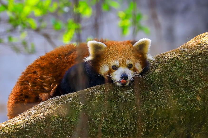 動(dòng)物園分館