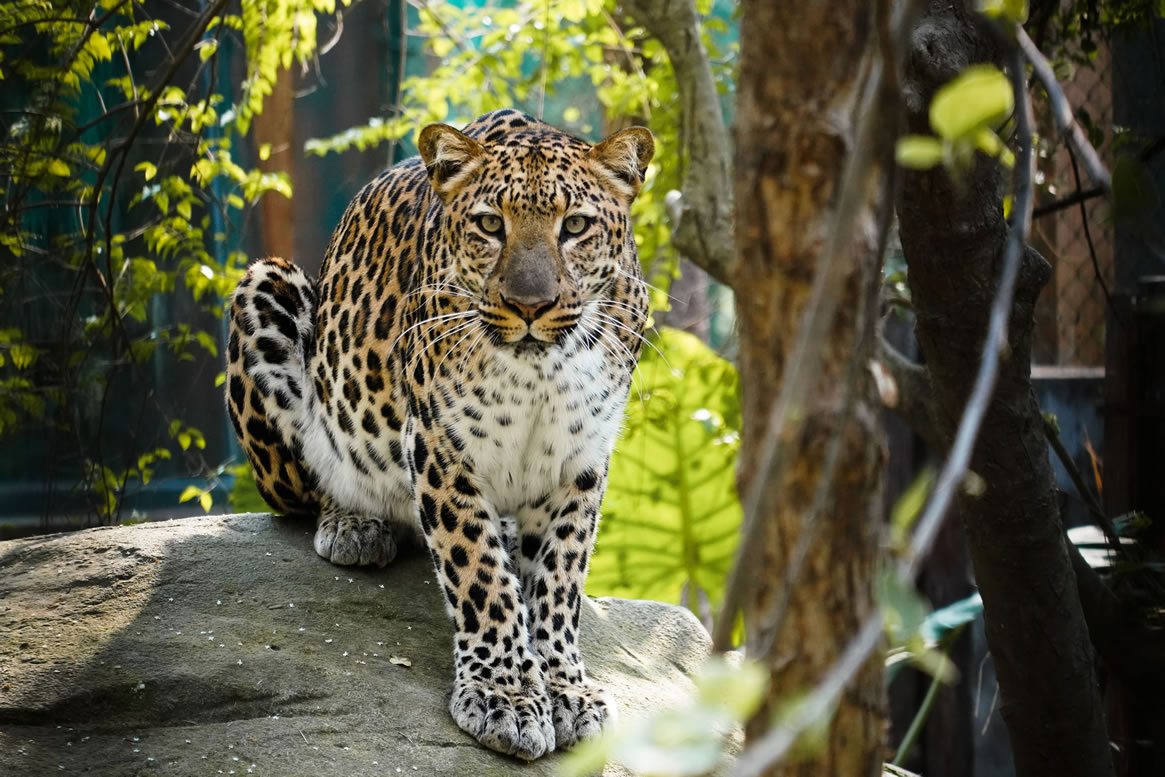 動(dòng)物園分館