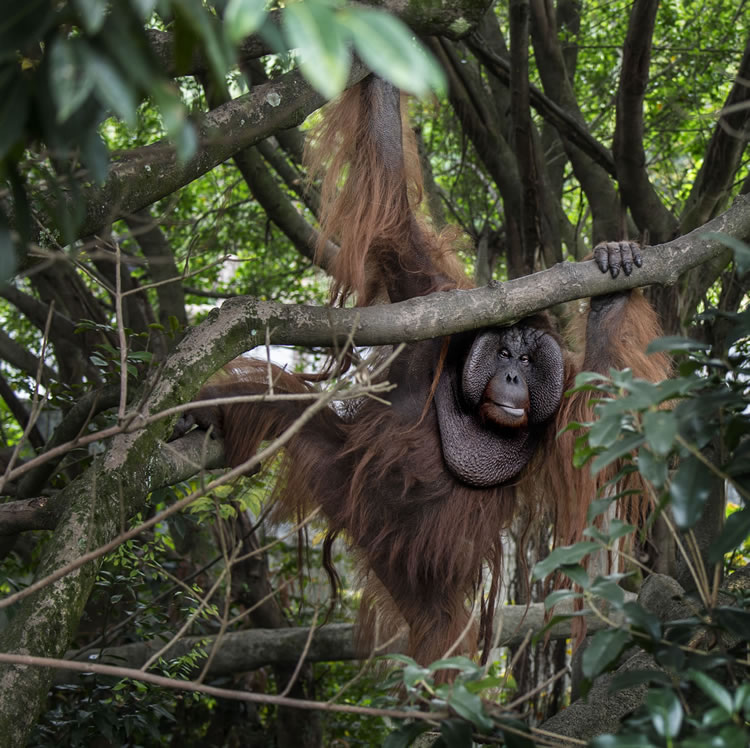 動(dòng)物園分館