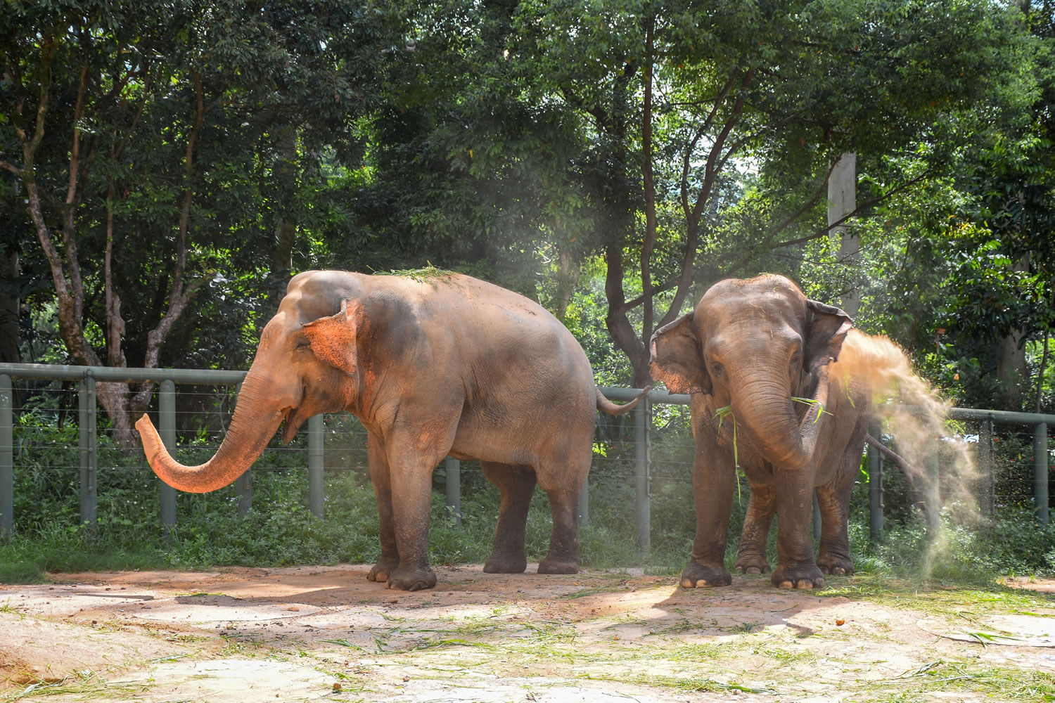 動(dòng)物園分館