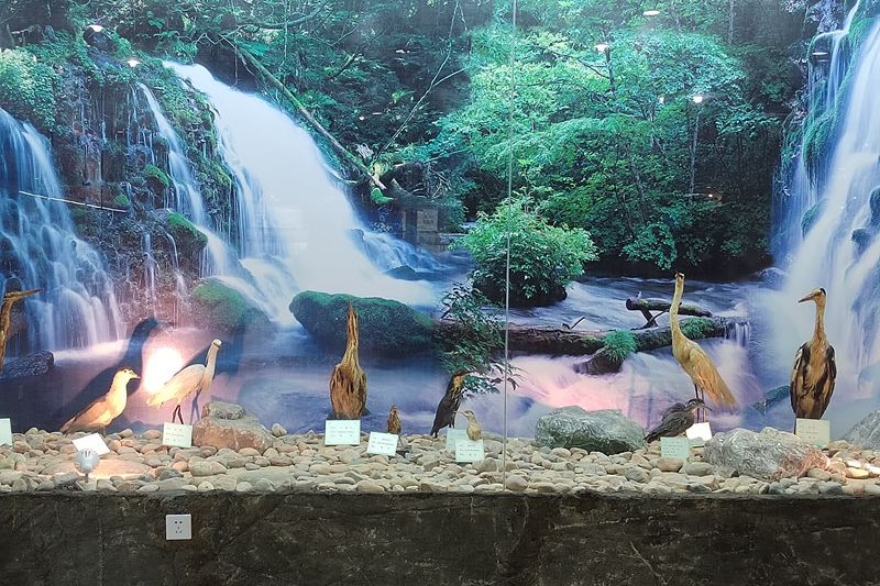 動(dòng)植物標(biāo)本分館