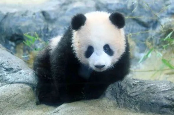 世界瀕危動物