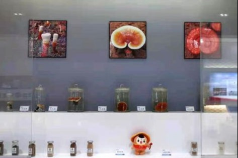 福州科技館靈芝知識(shí)分館舉辦第三屆“共建共享 全面健康”公益行科普活動(dòng)