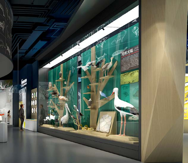 鳥類展示柜