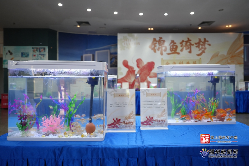 “錦魚·綺夢”金魚科普展在福州科技館舉行
